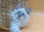 Forest - Siberian Kitten For Sale - Brighton, CO, US