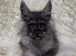 Tofita - Maine Coon Kitten For Sale - Brighton, CO, US