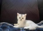 Silver - Scottish Straight Kitten For Sale - Roseville, CA, US