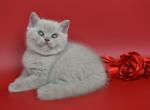 Venera - British Shorthair Kitten For Sale - Hollywood, FL, US