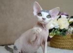 Kasper - Devon Rex Kitten For Sale - Norwalk, CT, US