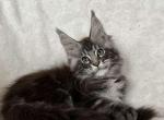 Zander - Maine Coon Kitten For Sale - Miami, FL, US