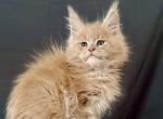 Aperol - Maine Coon Kitten For Sale - Miami, FL, US