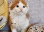 Maine Coon Kittens - Maine Coon Kitten For Sale - Jasper, GA, US