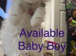 Pumpkins Babies - Persian Kitten For Sale - Worcester, MA, US