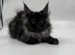 Stanta - Maine Coon Kitten For Sale - Brighton, CO, US