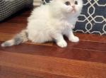 Sweet white girl - Persian Kitten For Sale - Voorhees, NJ, US