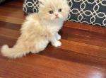 Sweet Tan and white boy - Persian Kitten For Sale - Voorhees, NJ, US