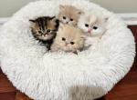 Sweet Face Persians - Persian Kitten For Sale - Voorhees, NJ, US