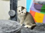 Alex - Scottish Fold Kitten For Sale - Tampa, FL, US