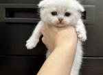 Olly - Scottish Fold Kitten For Sale - Sugar Land, TX, US