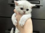 Scotty - Scottish Straight Kitten For Sale - Sugar Land, TX, US