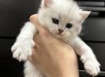 Skye - Scottish Straight Kitten For Sale - Sugar Land, TX, US