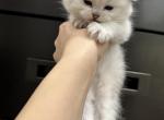 Mochi - Scottish Fold Kitten For Sale - Sugar Land, TX, US