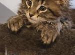 BANDIT - Maine Coon Kitten For Sale - WI, US