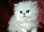 Agnes British - British Shorthair Kitten For Sale - 