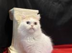 Decreased Rug hugger odd eyes - Munchkin Cat For Sale - OH, US