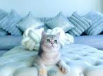 Sunny Blue gold male kitty - British Shorthair Kitten For Sale - State College, PA, US