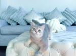 Sunny blue gold chinchilla male - British Shorthair Kitten For Sale - Fairfax, VA, US