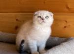 Scottish Folded Girl - Scottish Fold Kitten For Sale - White Center, WA, US