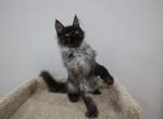 ASH - Maine Coon Kitten For Sale - NY, US