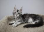 NELSON - Maine Coon Kitten For Sale - NY, US