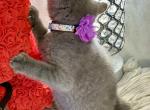 Guffi - British Shorthair Kitten For Sale - Fairfax, VA, US