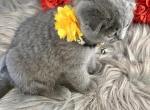Tia - Scottish Fold Kitten For Sale - Fairfax, VA, US