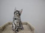 Hannah - Maine Coon Kitten For Sale - NY, US