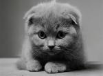 Milo - Scottish Fold Kitten For Sale - Magnolia, TX, US