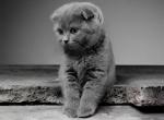 Oliver - Scottish Fold Kitten For Sale - Magnolia, TX, US