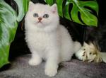 Leo - Scottish Straight Kitten For Sale - Magnolia, TX, US