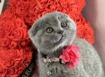 Tisha - Scottish Fold Kitten For Sale - Fairfax, VA, US