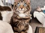 Valerio DBE Maine coon male - Maine Coon Cat For Sale - Omaha, NE, US