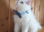 Raphael - Selkirk Rex Cat For Sale - Rugby, ND, US