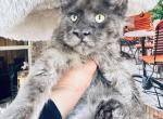 Pure Main Coon - Maine Coon Cat For Sale - FL, US