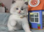 ragdoll kitten - Ragdoll Kitten For Sale - Las Vegas, NV, US