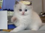 Luna - Ragdoll Kitten For Sale - Las Vegas, NV, US