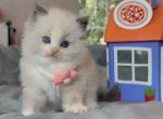 Lulu - Ragdoll Kitten For Sale - Las Vegas, NV, US