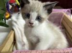 Dilute Tortoiseshell Siamese - Siamese Kitten For Sale - 