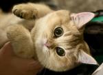 Ms ESi - British Shorthair Kitten For Sale - Philadelphia, PA, US