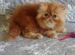 Lovery - Persian Kitten For Sale - Brooklyn, NY, US