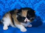 Miranda - Persian Kitten For Sale - Brooklyn, NY, US