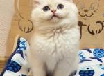 Britney - British Shorthair Kitten For Sale - Brooklyn, NY, US