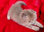 Roma - British Shorthair Kitten For Sale - Brooklyn, NY, US