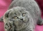 Tinky - Scottish Fold Kitten For Sale - Hollywood, FL, US