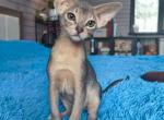 Nikon - Abyssinian Kitten For Sale - Norwalk, CT, US