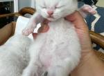 Diamond - British Shorthair Kitten For Sale - Mesa, AZ, US