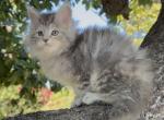 Tiger - Burmese Kitten For Sale - Las Vegas, NV, US