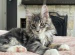 Danko - Maine Coon Kitten For Sale - Houston, TX, US